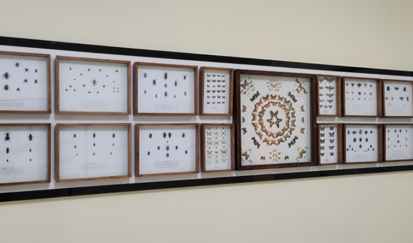 بخش حشرات گالری تاریخ طبیعی و حیات‌وحش موزه و مرکز اسناد و مفاخر دانشگاه بیرجند راه‌اندازی شد